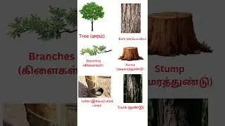 Tree Parts in English & Tamil 🌳 |Tree, Bark, Trunk, Latex Explained#treepartsvocabularyintamil#learn