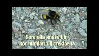 Bumblebees do it 2 . Humlor g&ouml;r det.
