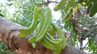 Visita campo de algarrobos
