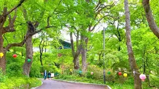 [4k] 갑사 가는 길 황매화 On the way to Gapsa Temple 계룡산  slow walking Korea