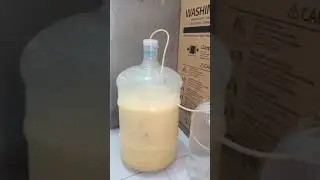 Jack Fruit wine - bubbles. Subscribe my channel to see the recipe video #Shorts