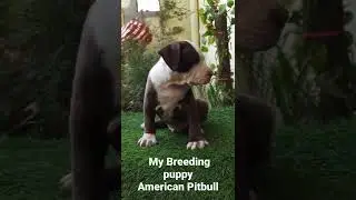 American Pitbull breeders ||Cute puppy ||@trendingsongs @malikkennel