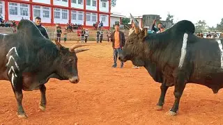 Pring Dodo Sam Vs Blub Bison || Iadaw Masi || Iatur Masi || Today
