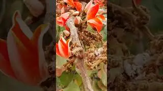 Palash Tree Flower