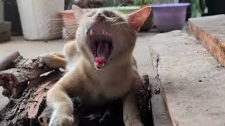 The Coziest Cat Nap You'll Ever See