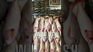 WILD FISH | Seafood Exporters | Kochi | Fish Varieties | Eat Kochi Eat