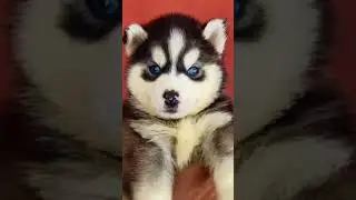 Superb Blue Eyes #dog #husky #pets #shorts #ytshorts