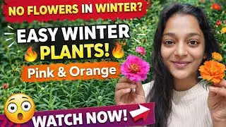 Why Portulaca Not Flowering in Winter? | Easy Pink & Orange Blooms🌸#Portulaca#WinterGardening#Garden