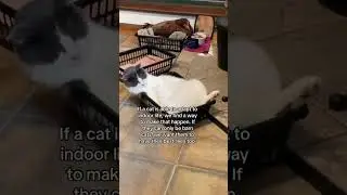 Amazing news about the Barn Cats