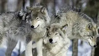 WOLF Song! WHO let my Wolfs out #AllroundergamerRico