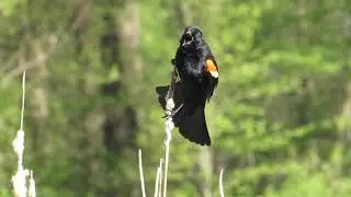 Red winged blackbird call