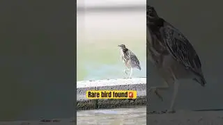 Rare bird alert🚨 Green Heron found way out of range in Northern Utah!
