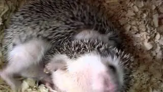 IMPRESIONANTE APAREAMIENTO ENTRE ERIZOS DE TIERRA AFRICANOS!!