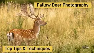 How to Photograph Fallow Deer