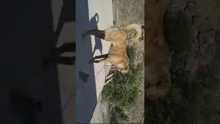 Dangerous Afghan kuchi dog