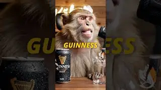 Jonte Pruvar Guinness 🍺🍺🍺#jontek&auml;kar #pruva #guinness #asmr #monkey #ai