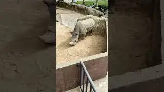 Animales del zool&oacute;gico - zool&oacute;gico de Barcelona #animales #zoologico #animalessalvajes
