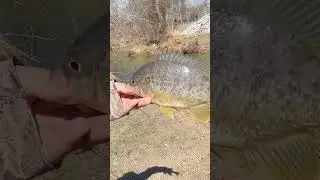 Pescando las mojarras (redearsunfish)🐟🎣🔥#fishing #fisherman