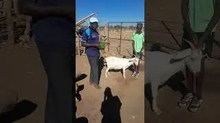 Applying an ear tag on a goat