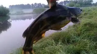 Сом касатка скрипун