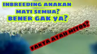 INBREEDING CUPANG ANAKAN MATI SEMUA ? || bener gak ya??