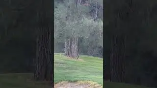 Bobcat Chasing a Squirrel😳 #shorts