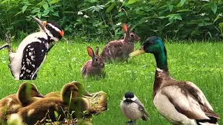These Adorable Birds Will Melt Your Stress Away! Relax Your Pets! Cat TV