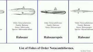 Fishes of Order Notacanthiformes halosaur eel bonaparte gracilis Polyacanthonotus Halosauropsis