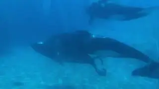 First time I saw two Whales Mating together 💕