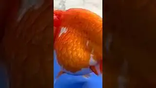 The lionhead goldfish#fish #aquarium #goldfish #fishtank #short ok mo l