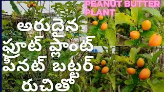 Peanutbutterplant care/ఇంట్లో పెంచే ప్రత్యేకమైన పండు | Gardening Telugu#rarefruit#raretropicalfruit 