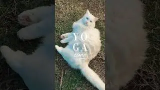 Bianchino, gattino meraviglioso da me accudito a domicilio.Oggi in modalit&agrave; yoga master🧘&zwj;♂️#catyoga