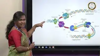 Understanding DNA Replication: The Basics -Ms Jesia Persis Preethi