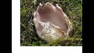 Sarcosphaera crassa