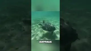 🇦🇺 The Australian Sea Turtle You've Never Heard Of! 🇦🇺 Meet the Flatback Turtle!