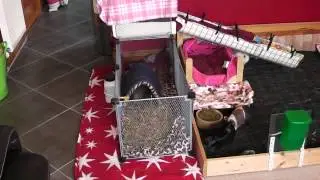 Guinea Pig Room Tour