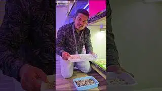 Speed Breeding at CUTM,  Paralakhenundi of Technology#centurionuniversity  #agriuniversity