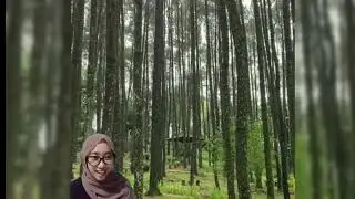 Rahasia Hits Hutan Pinus Mangunan Dlingo, Tempat