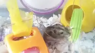 🐹 Hamster DIY Puzzle - Floating 👻 Food Bowl!!?!