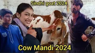 Sindhi goat cow mandi price & Fun|Cattle market karachi|Bakra Eid 2024