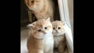 Hey Kitty!!! #cats #cats_of_day #catslover #catsoftheworld #shorts