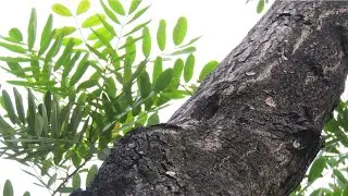 Paradise tree - (Simarouba glauca) Caribbean Tree | Zoa Piante