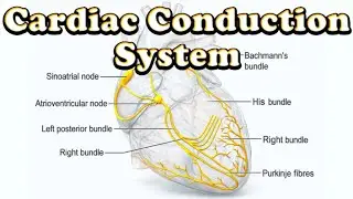 SA node, AV node, Bundle of His, Peacemaker of the Heart • Heart Conduction System 