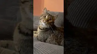 Super Cute Cat Antics Compilation 😺 Funny, Adorable & Heartwarming Cat Clips #catsofyoutube