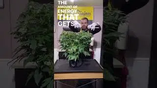 Mid Flower Defoliation!? IT WORKS! #growyourown