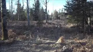 2012 Michigan deer hunting firearm season
