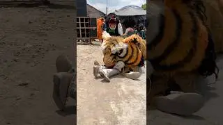 Gadis Cantik Dicaplok Barongan Macan #shorts