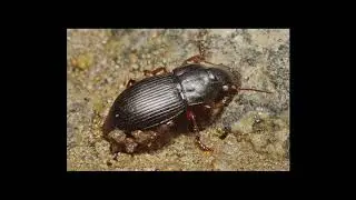 [Wikipedia] Harpalus mariae