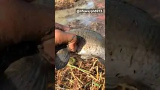 Snakehead: #fishing #liguasanmarsh #viral #reels #trendingshorts #fish #nightspearfishing #dalag