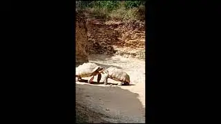 2 tortues se battent
